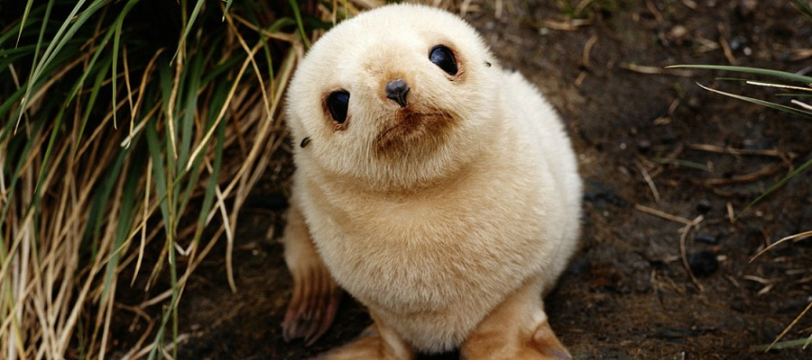 Adorable Photos of Animals